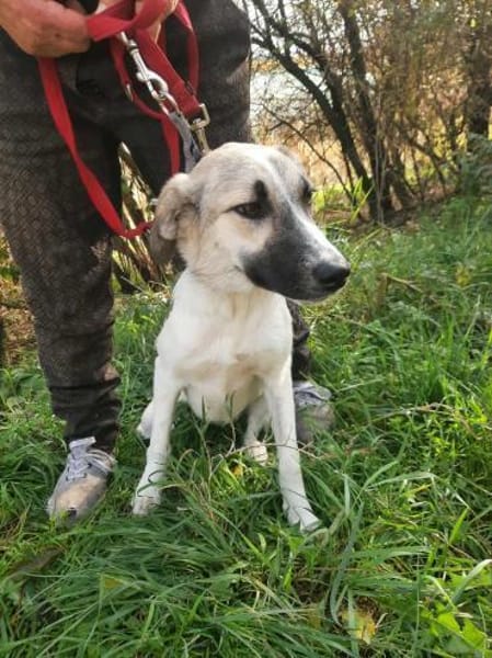 Linda brauacht viel Liebe