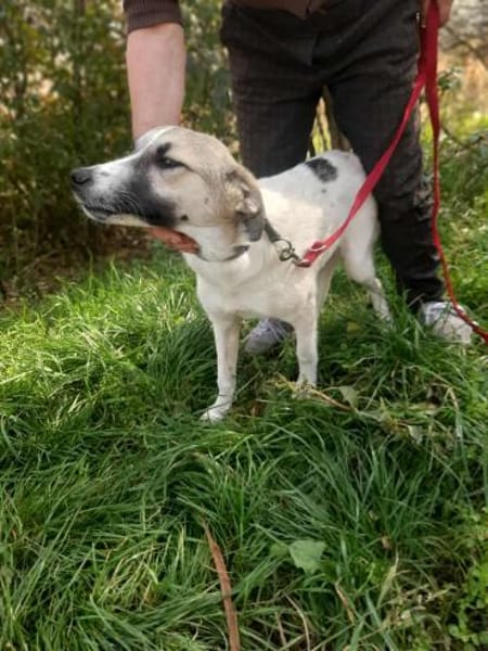 Linda brauacht viel Liebe