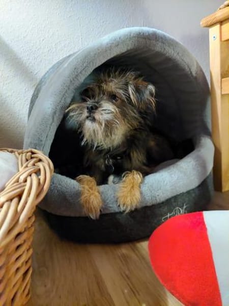 Finchen, ein bezauberndes Seelchen