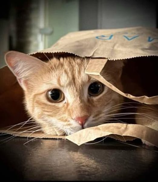 Nike 🐾 macht dem Sportschuh alle Ehre