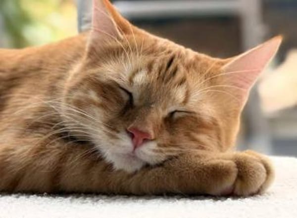 Nike 🐾 macht dem Sportschuh alle Ehre