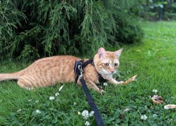 Nike 🐾 macht dem Sportschuh alle Ehre