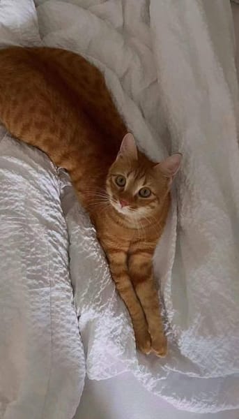 Nike 🐾 macht dem Sportschuh alle Ehre