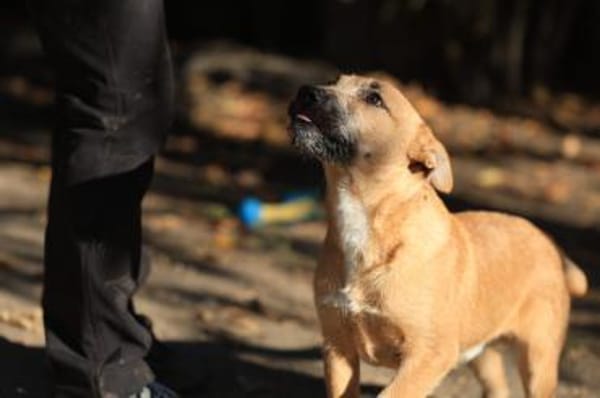 Der lebensfrohe Calimero sucht Dich :)