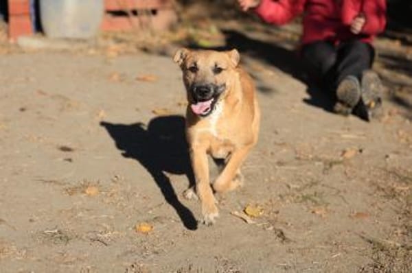 Der lebensfrohe Calimero sucht Dich :)