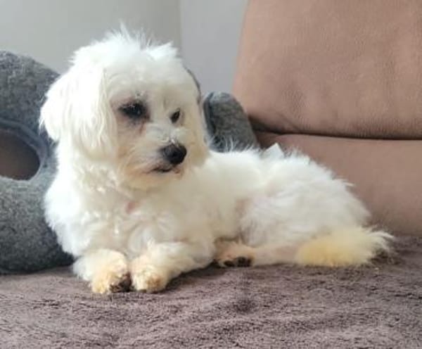 Bonny in 41334 Nettetal