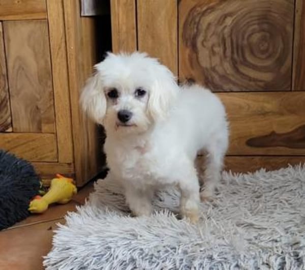 Bonny in 41334 Nettetal