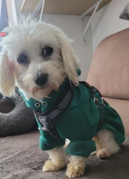 Bonny in 41334 Nettetal