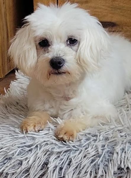 Bonny in 41334 Nettetal