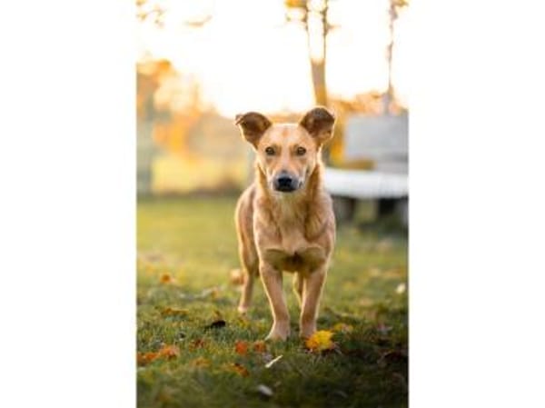 Queeny  wartet in 74535 Mainhardt