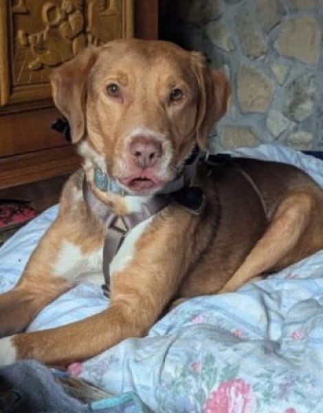 NELLO möchte sein Köfferchen packen