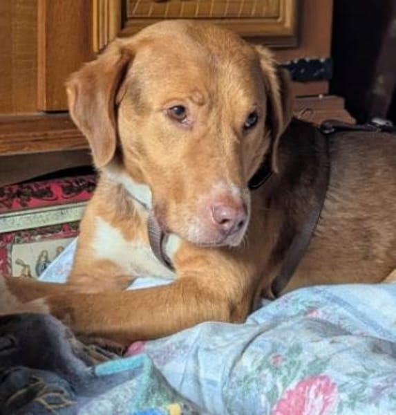 NELLO möchte sein Köfferchen packen