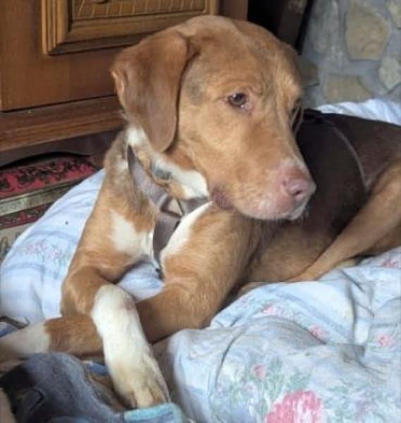 NELLO möchte sein Köfferchen packen