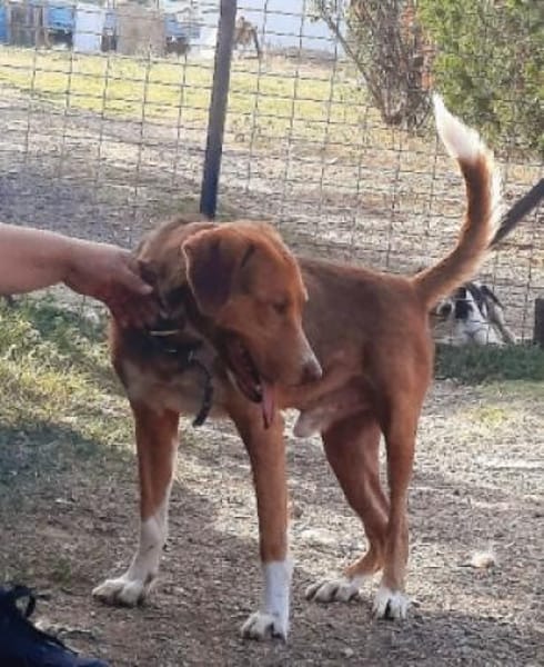 NELLO möchte sein Köfferchen packen