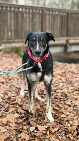 Clover ist anhänglich & harmonisch