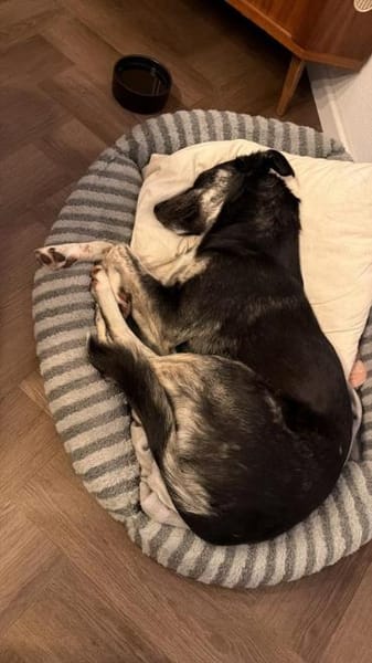 Clover ist anhänglich & harmonisch