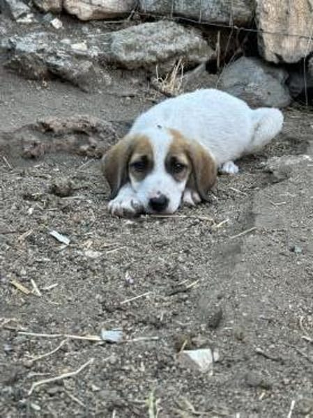 Zuhause gesucht für Ida