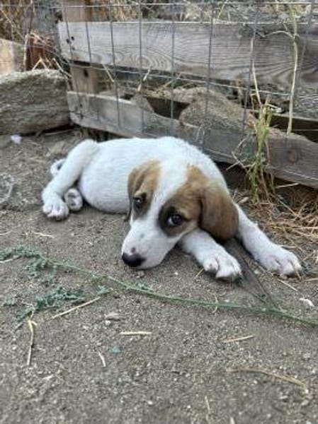 Zuhause gesucht für Ida