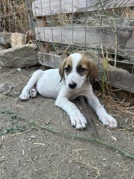 Zuhause gesucht für Ida