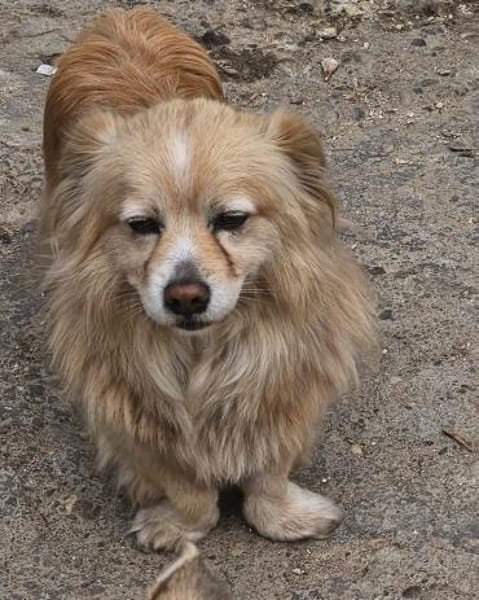 Legolas, kleiner Herzensbrecher