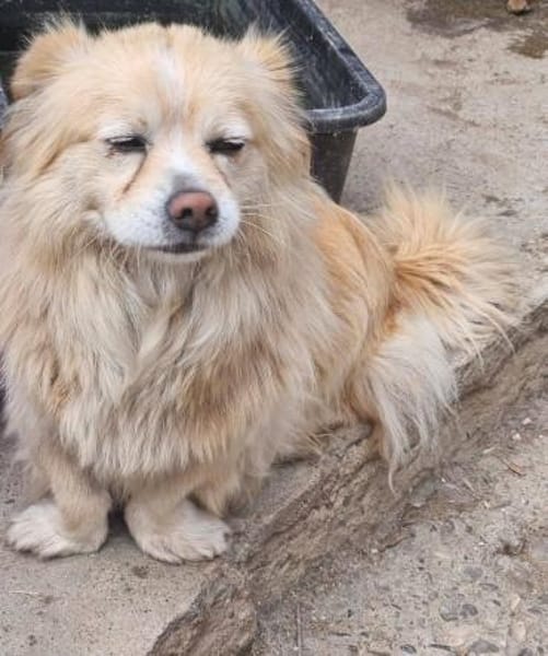 Legolas, kleiner Herzensbrecher