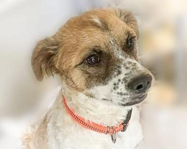 Vicky sucht ihr Für-Immer-Zuhause! 💖🐾