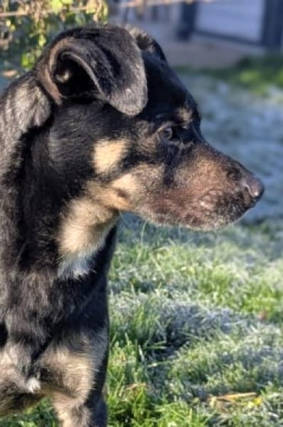 SMOKY sucht seinen neuen Menschen