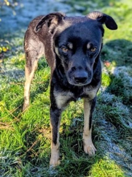 SMOKY sucht seinen neuen Menschen