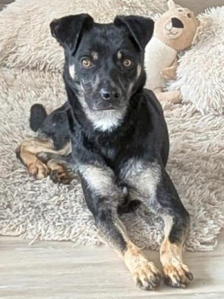 SMOKY sucht seinen neuen Menschen