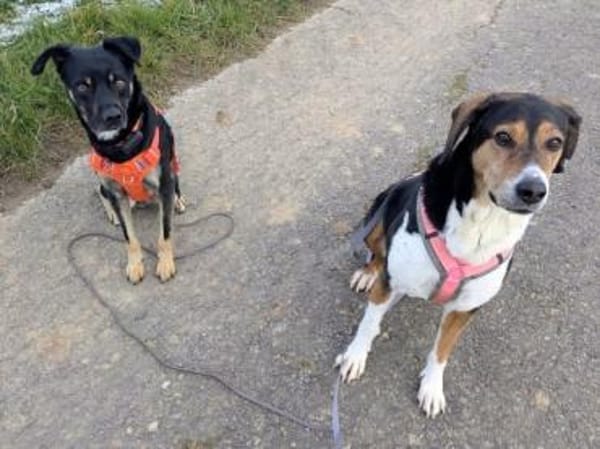 SMOKY sucht seinen neuen Menschen