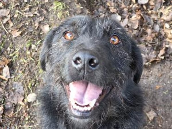 LOTTI - geb. ca. 12/2021 - Schnauzer Mix