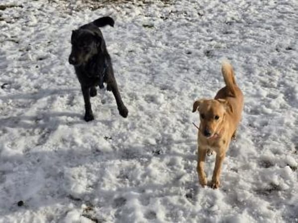 LOTTI - geb. ca. 12/2021 - Schnauzer Mix