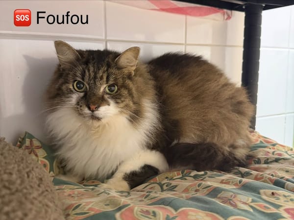Foufou