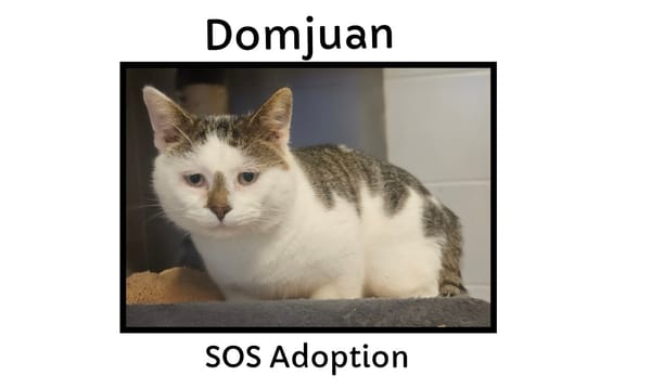 DOMJUAN