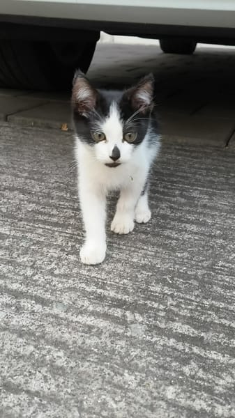 AUGUSTINE chatonne noir et blanche