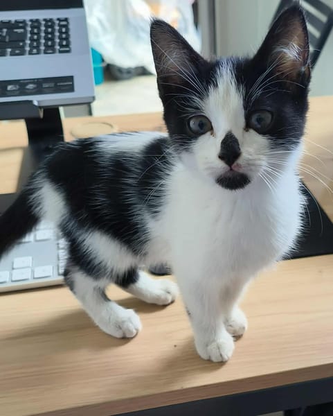 AUGUSTINE chatonne noir et blanche