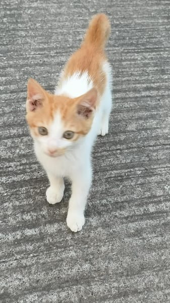 AKATINE chaton roux et blanche