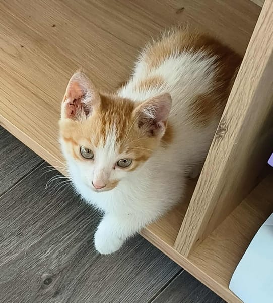 AKATINE chaton roux et blanche