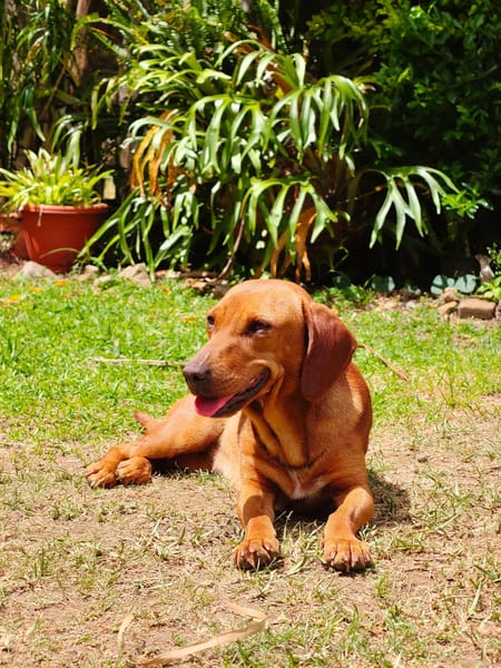 AISSA chienne croisé teckel