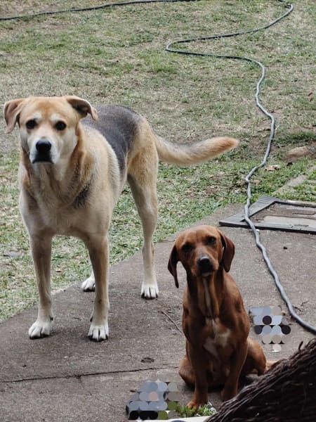 AISSA chienne croisé teckel