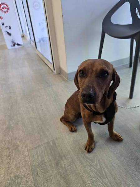 AISSA chienne croisé teckel