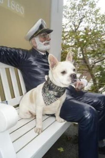 Lollek - ein kleines Powerpaket