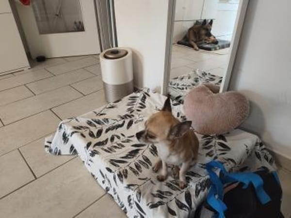 🐶 Murphy  kleiner Chihuahua