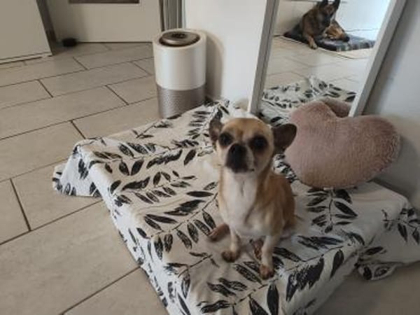 🐶 Murphy  kleiner Chihuahua