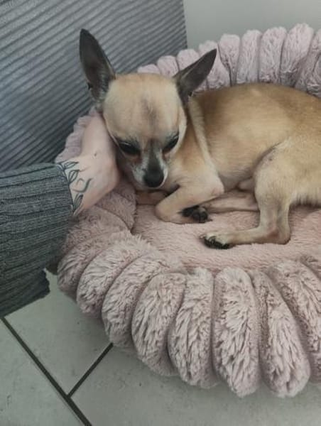 🐶 Murphy  kleiner Chihuahua