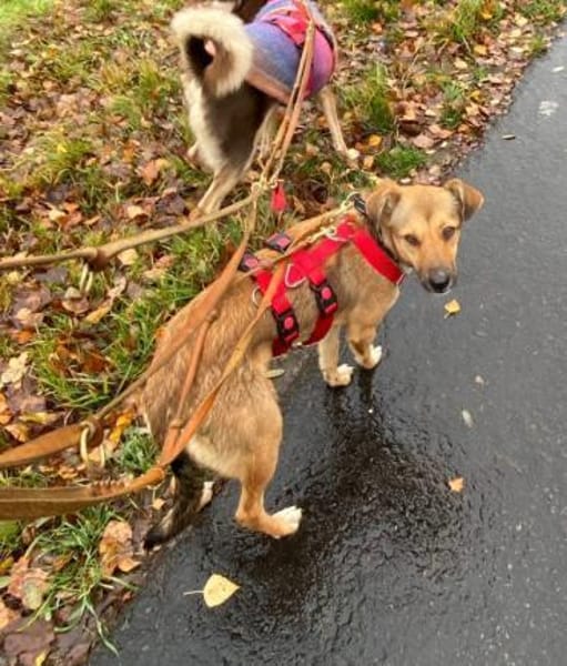 Alita, auf PS in 06242 Braunsbedra