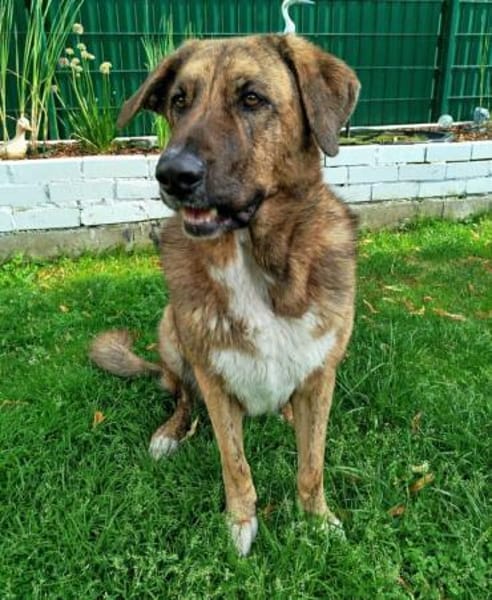 Maja sucht dringend ein neues Zuhause