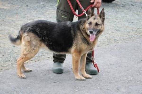 Ojade - kinderlieb u. sehr zutraulich