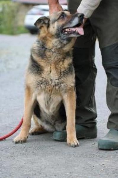 Ojade - kinderlieb u. sehr zutraulich