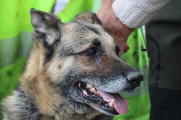 Ojade - kinderlieb u. sehr zutraulich